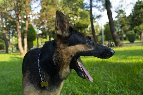 German shepherd in the park Stock Photos