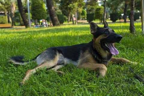 German shepherd in the park Stock Photos