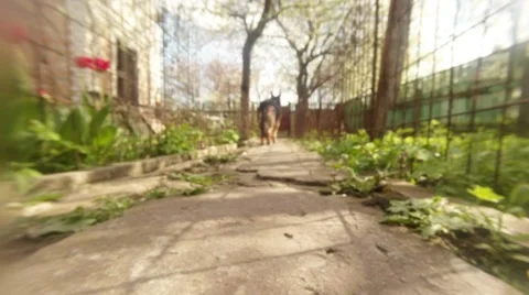 German Shepherd Passes Close Along Fences of Two Flower Beds on Background of Stock Footage 62375981