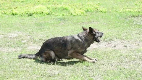 German Shepherd performs commands on the lawn Stock Footage 83784369