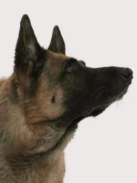 A German Shepherd Stock Photos