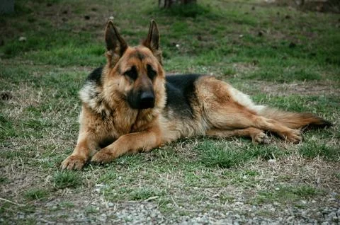 German Shepherd Stock Photos