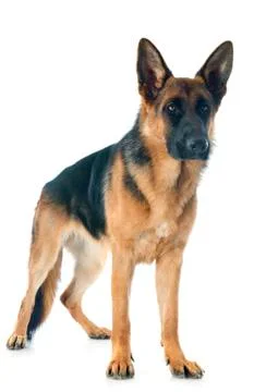 German shepherd Stock Photos