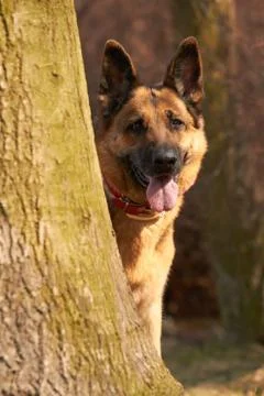 German shepherd Stock Photos