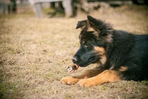 German shepherd Foto stock