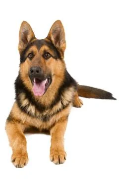 German shepherd Stock Photos