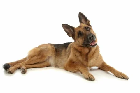 German Shepherd Stock Photos