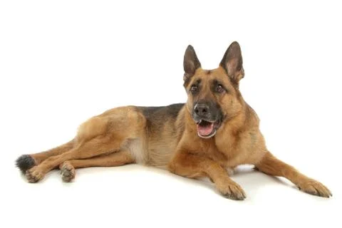 German Shepherd Stock Photos
