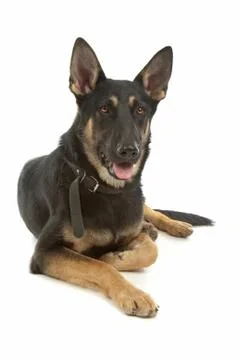 German Shepherd Stock Photos