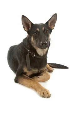 German Shepherd Stock Photos