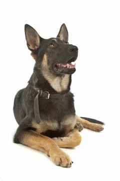 German Shepherd Stock Photos
