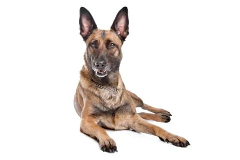 German Shepherd Stock Photos