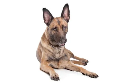 German Shepherd Stock Photos