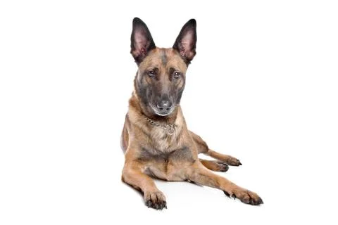 German Shepherd Stock Photos