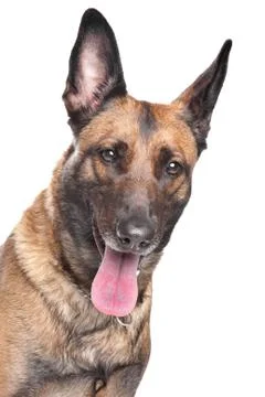 German Shepherd Stock Photos