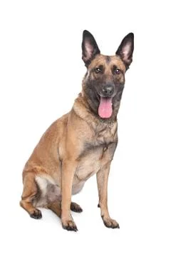 German Shepherd Stock Photos