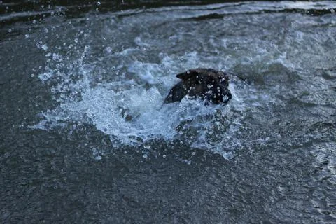 German shepherd Stock Photos