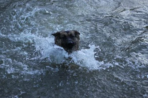 German shepherd Stock Photos