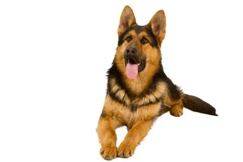 German shepherd Stock Photos