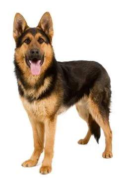 German shepherd Stock Photos