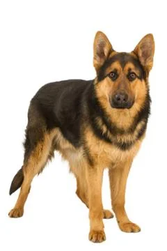 German shepherd Stock Photos