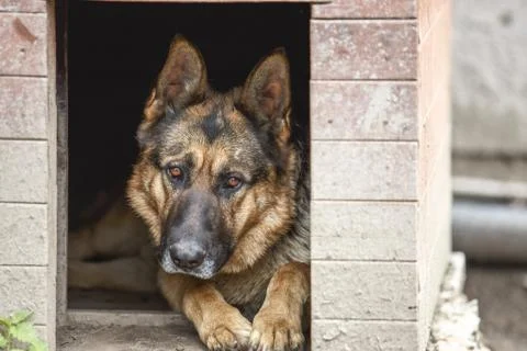 German shepherd Stock Photos