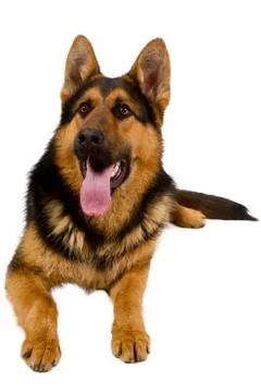 German shepherd Stock Photos