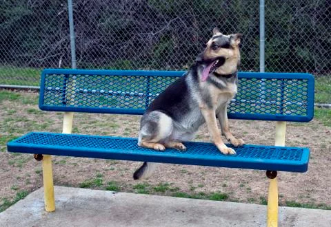 German Shepherd. Stock Photos