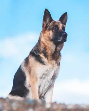 German Shepherd Stock Photos