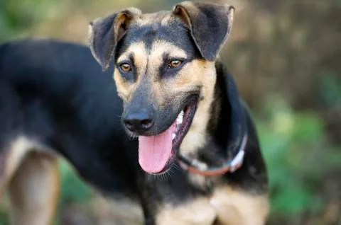 German Shepherd Stock Photos