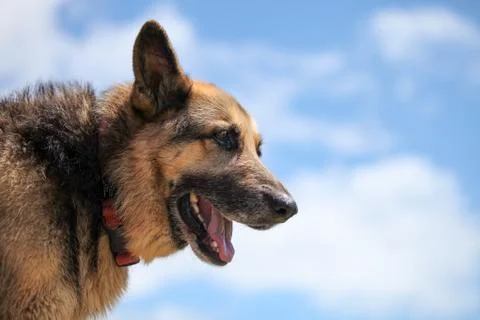 German Shepherd Stock Photos