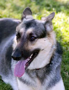 German Shepherd Foto stock