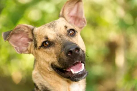 German Shepherd Stock Photos