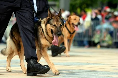 German Shepherd Stock Photos