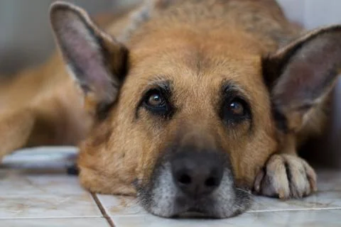 German Shepherd Stock Photos