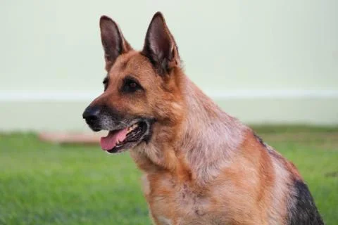 German Shepherd Stock Photos