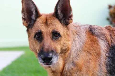 German Shepherd Stock Photos