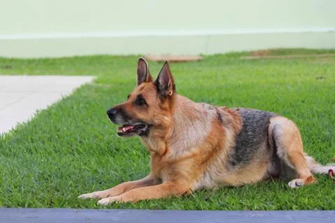 German Shepherd Stock Photos