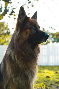German Shepherd Stock Photos