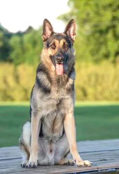 German shepherd Stock Photos