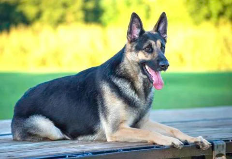 German shepherd Stock Photos