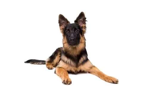German shepherd Stock Photos
