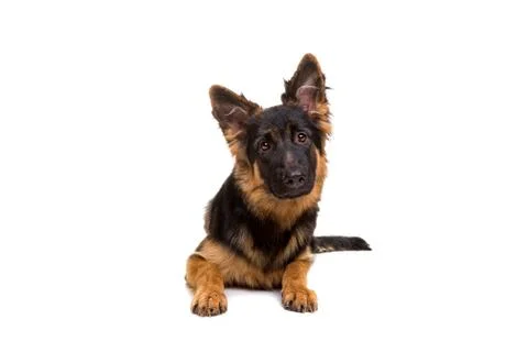 German shepherd Stock Photos