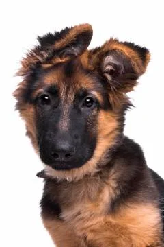 German shepherd Stock Photos