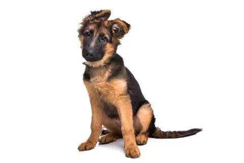 German shepherd Stock Photos