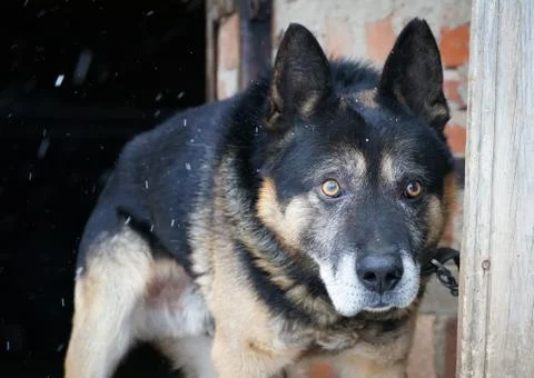 German shepherd Stock Photos