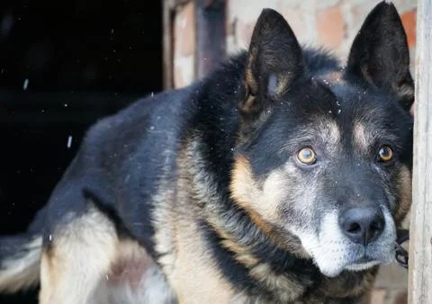 German shepherd Stock Photos