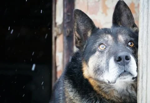 German shepherd Stock Photos