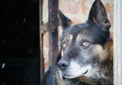 German shepherd Stock Photos