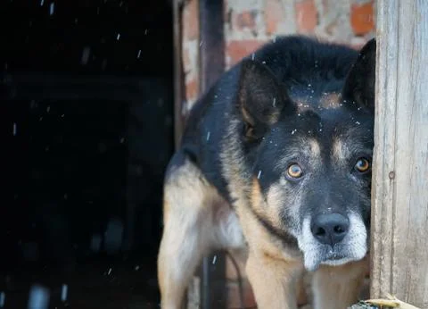 German shepherd Stock Photos